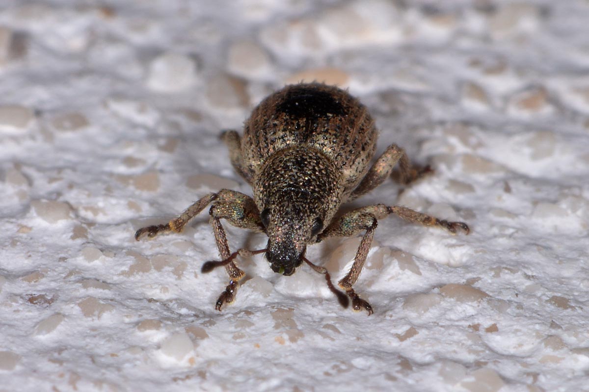 Mesagroicus amicalis - Curculionide
